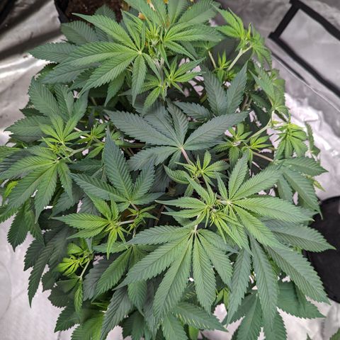 Sundae Driver  1-2 growlog timeline photo