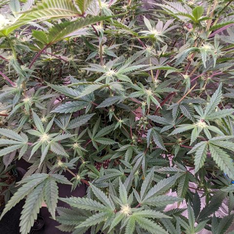 Pineapple Kush 1 - 1 growlog timeline photo
