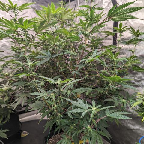 Pineapple Kush 1 - 1 growlog timeline photo