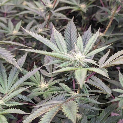 Pineapple Kush 1 - 1 growlog timeline photo