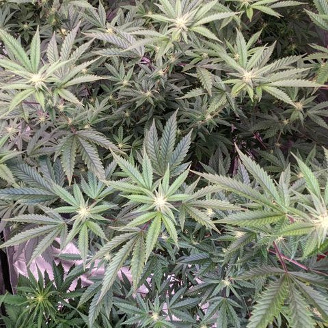 Pineapple Kush 1 - 1 growlog timeline photo