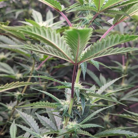 Pineapple Kush 1 - 1 growlog timeline photo