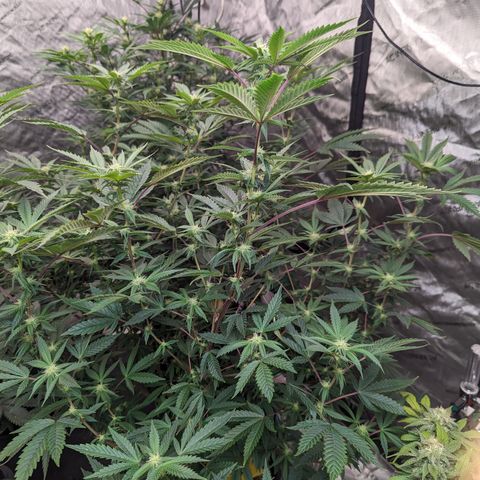 Pineapple Kush 1 - 1 growlog timeline photo