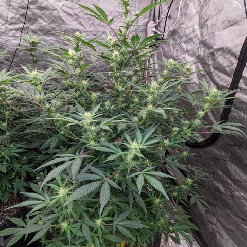 Honey Cream 1 - 2 growlog timeline photo