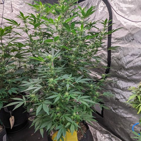 Honey Cream 1 - 2 growlog timeline photo