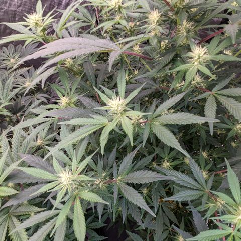 Honey Cream 1 - 2 growlog timeline photo