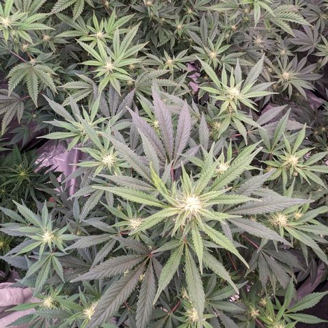 Honey Cream 1 - 2 growlog timeline photo