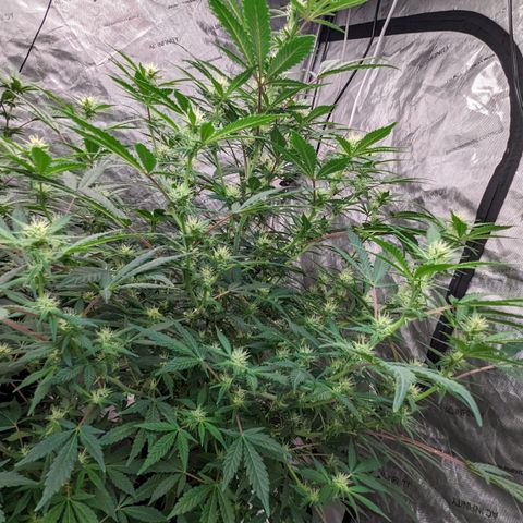 Honey Cream 1 - 2 growlog timeline photo