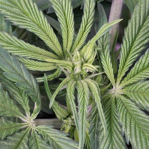 Sundae Driver  1-2 growlog timeline photo