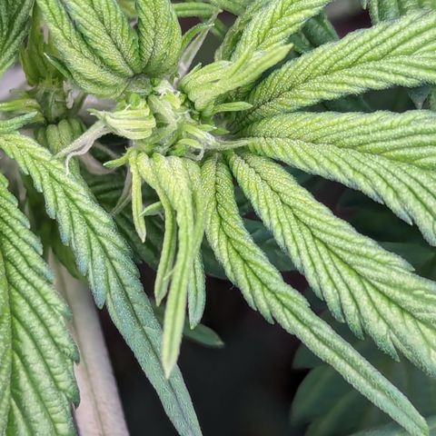 Sundae Driver  1-2 growlog timeline photo