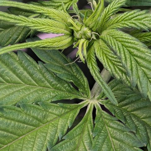 Sundae Driver  1-2 growlog timeline photo