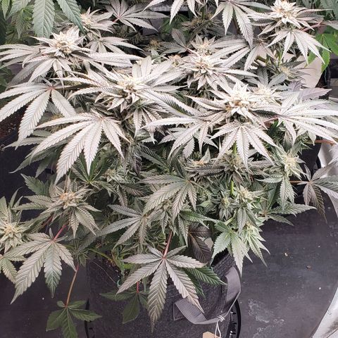 Tropical Mirage growlog timeline photo