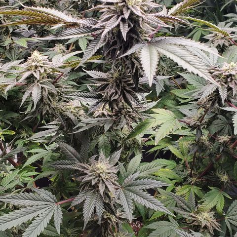 Pineapple Kush 1 - 1 growlog timeline photo