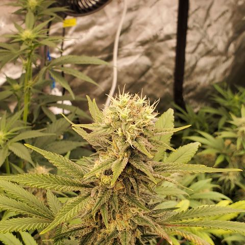 Honey Cream 1 - 2 growlog timeline photo