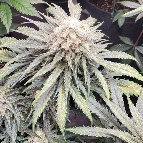 Cheese Quake growlog timeline photo
