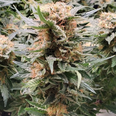 Critical growlog timeline photo