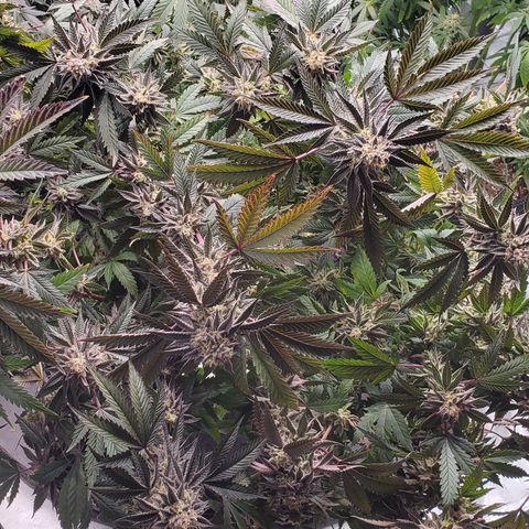 Pineapple Kush 1 - 1 growlog timeline photo