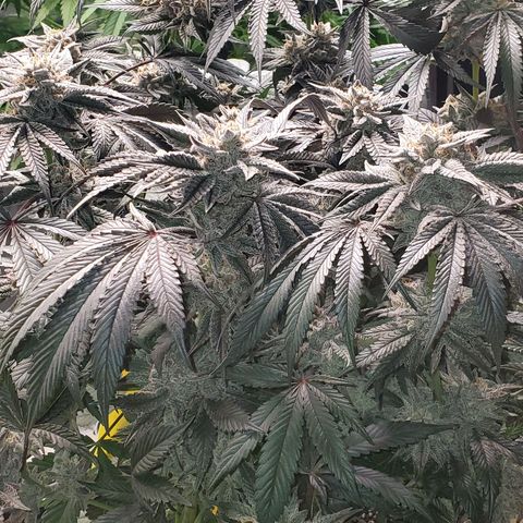 Tropical Mirage growlog timeline photo
