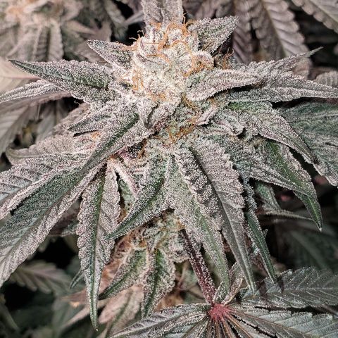Tropical Mirage growlog photo: Start of week 10