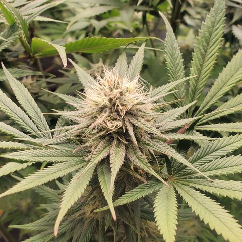 Growlog-Zeitleistenfoto von Acapulco Gold