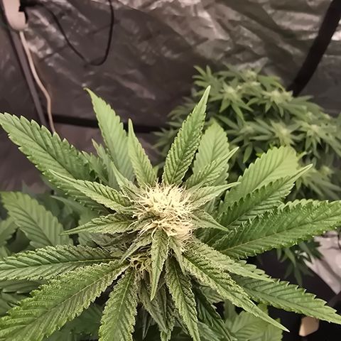 Sundae Driver growlog timeline photo