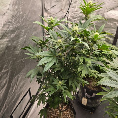 Sundae Driver growlog timeline photo