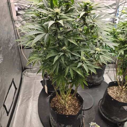 Power Flower growlog timeline photo