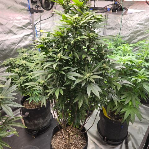 Sour Diesel growlog timeline photo