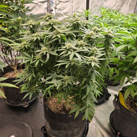 ICE growlog timeline photo