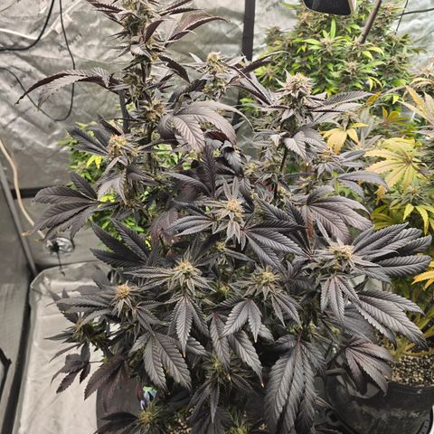 Sundae Driver growlog timeline photo