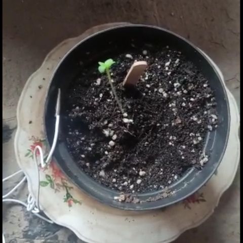 Santa Marta Colombian growlog timeline photo