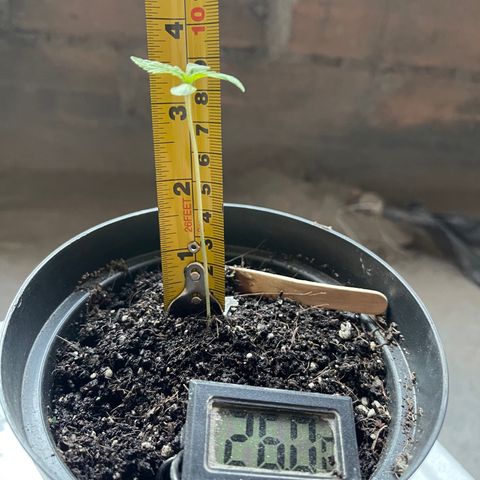 Santa Marta Colombian growlog photo: Crecimiento 9 CM  🍀🍀