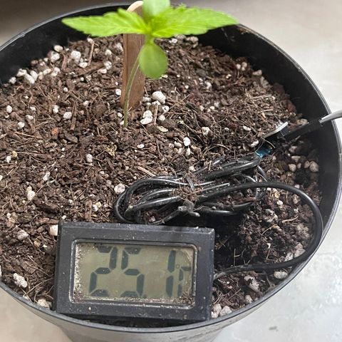 Santa Marta Colombian growlog timeline photo