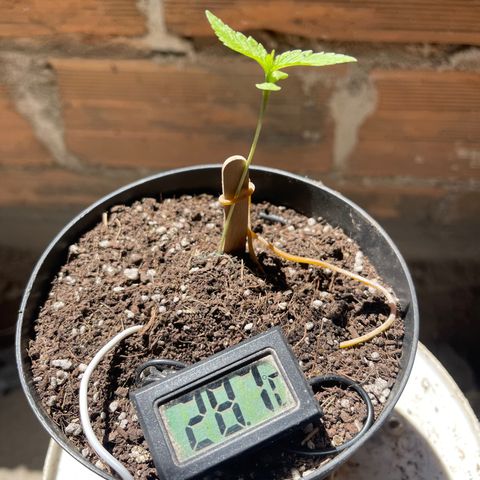 Santa Marta Colombian growlog photo: Pico de temperatura , parece no afectarle en nada 