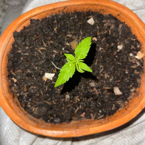 Santa Marta Colombian growlog timeline photo