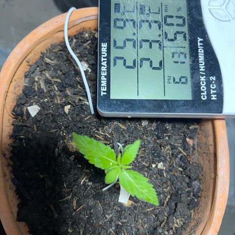 Santa Marta Colombian growlog timeline photo