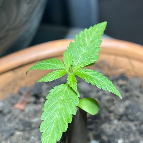 Santa Marta Colombian growlog photo: Vegetativo , baja la temperatura 