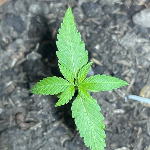 Santa Marta Colombian growlog photo: Vegetativo , baja la temperatura 