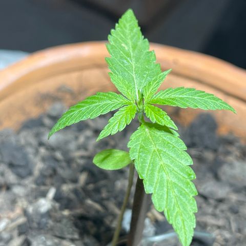Santa Marta Colombian growlog photo: Vegetativo , baja la temperatura 