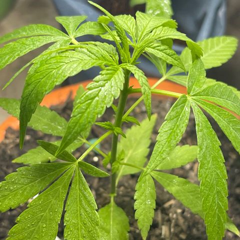 Santa Marta Colombian growlog timeline photo