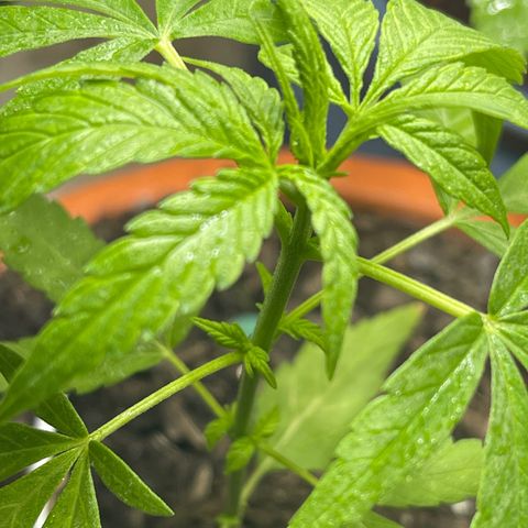 Santa Marta Colombian growlog timeline photo