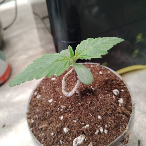 Black domina #3 growlog timeline photo