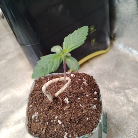 Gorilla Glue #2 growlog timeline photo