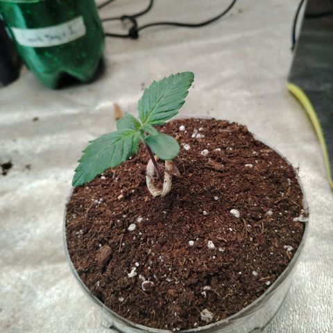 Black Domina 2 growlog timeline photo