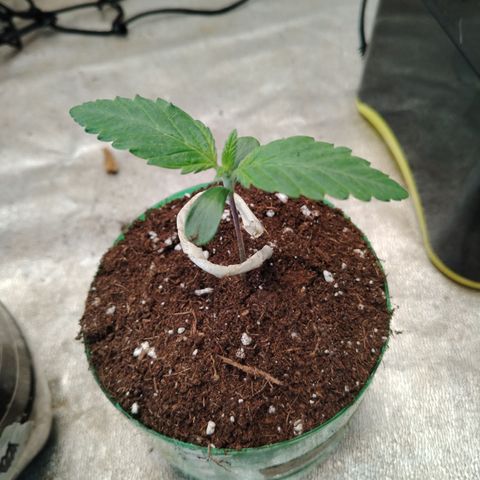 Sour Tangie 2 growlog timeline photo