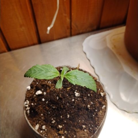 Sour tangie 1 growlog timeline photo