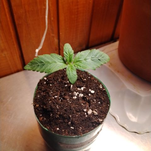 Gorila glue 1 growlog timeline photo