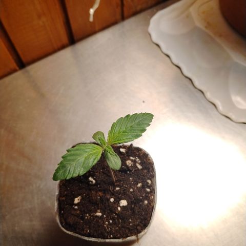 Gorilla Glue #2 growlog timeline photo