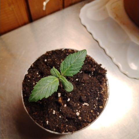 Black Domina 2 growlog timeline photo