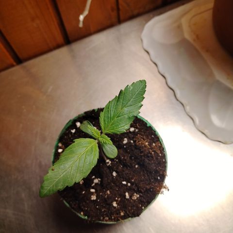 Sour Tangie 2 growlog timeline photo